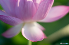 ハスに魅せられ<5> ハスに魅せられ<5>