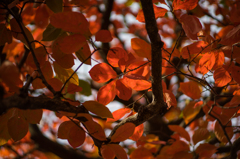 古室山古墳の紅葉<2>