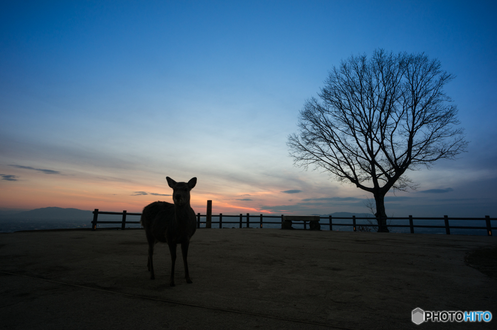 鹿と樹と夕景