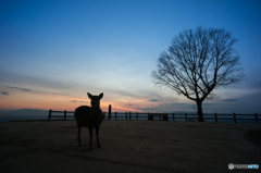 鹿と樹と夕景