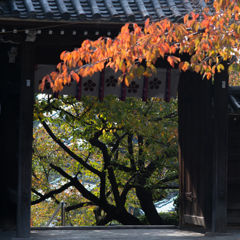 桜のお出迎え