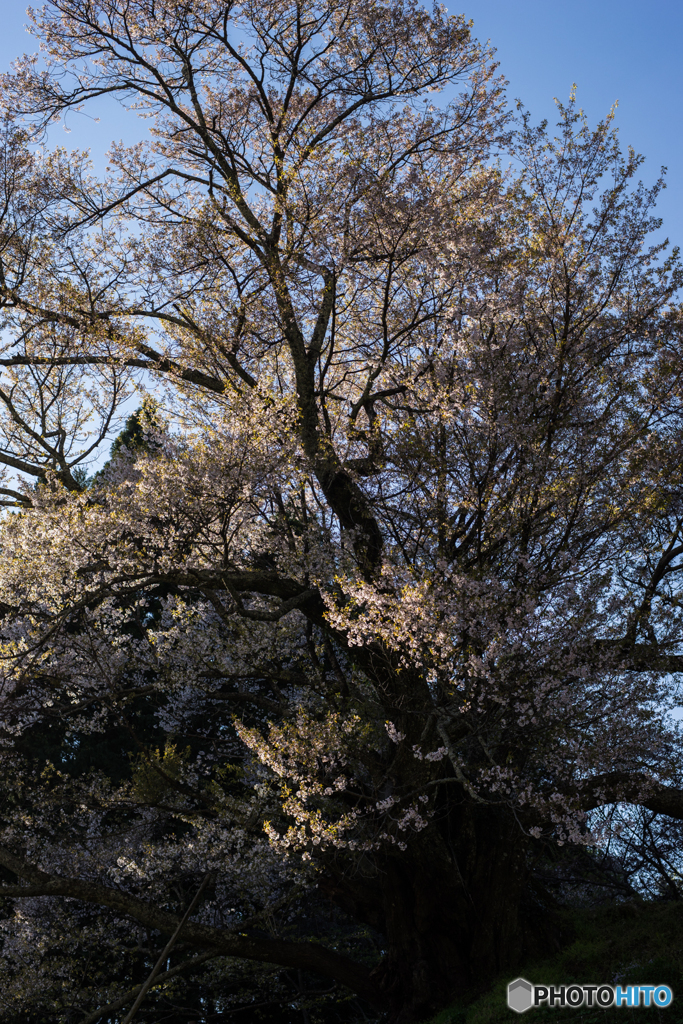 仏隆寺千年桜<1>