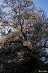 仏隆寺千年桜<1>