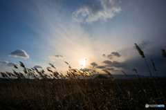 葦と雪雲