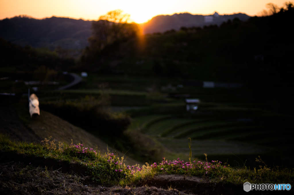 レンゲ咲く棚田