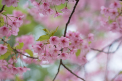 河津桜<2>