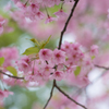 河津桜<2>