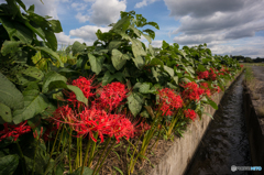 彼岸花通り<横>