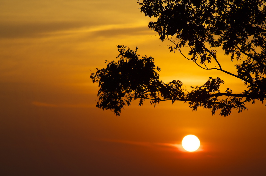 The夕日