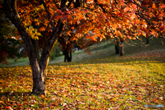 古室山古墳の紅葉<8>