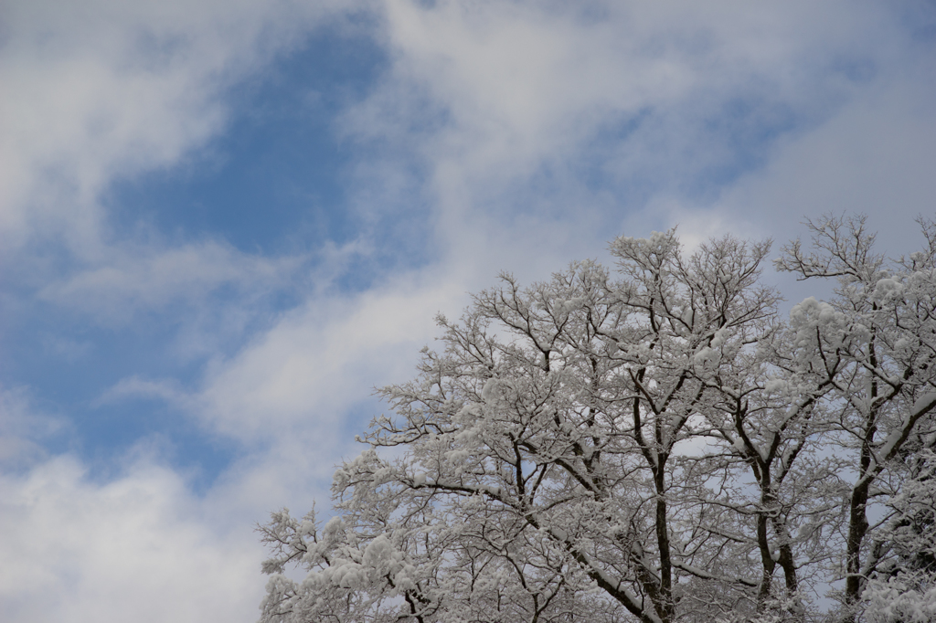 雪の樹