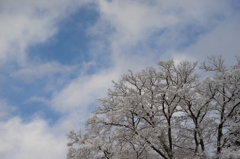 雪の樹