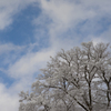 雪の樹