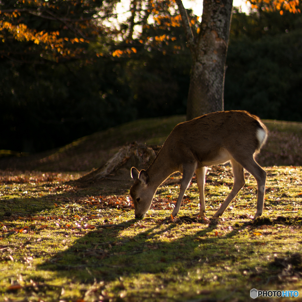 奈良公園の朝<3>