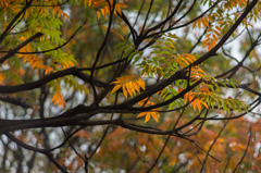 古室山古墳の紅葉<9>