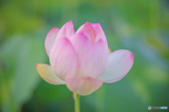 ほんのり朝日 ほんのり朝日