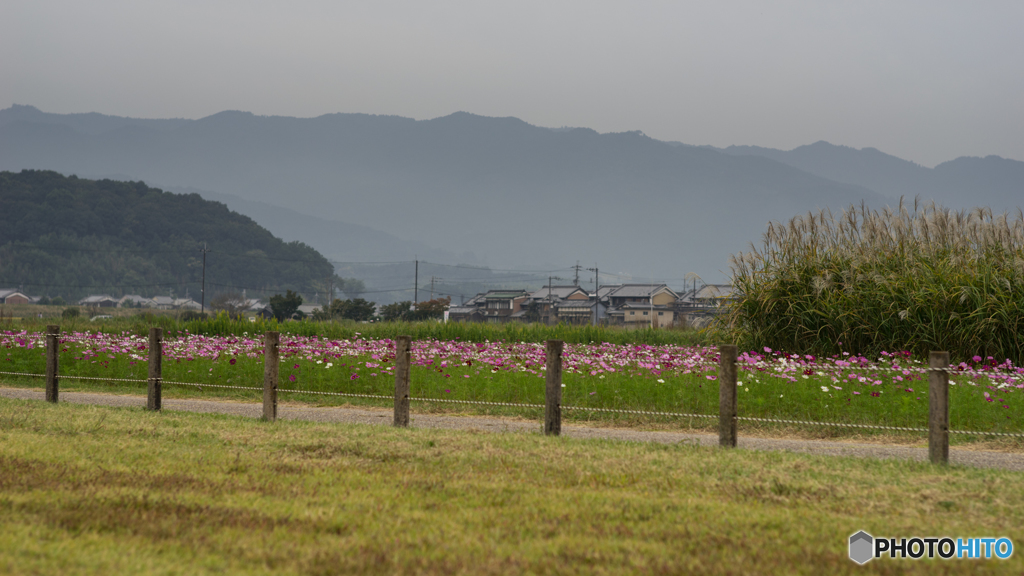 藤原宮跡のコスモス<3>