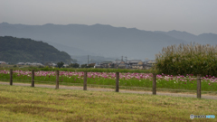 藤原宮跡のコスモス<3>