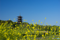 備中国分寺の春<1>