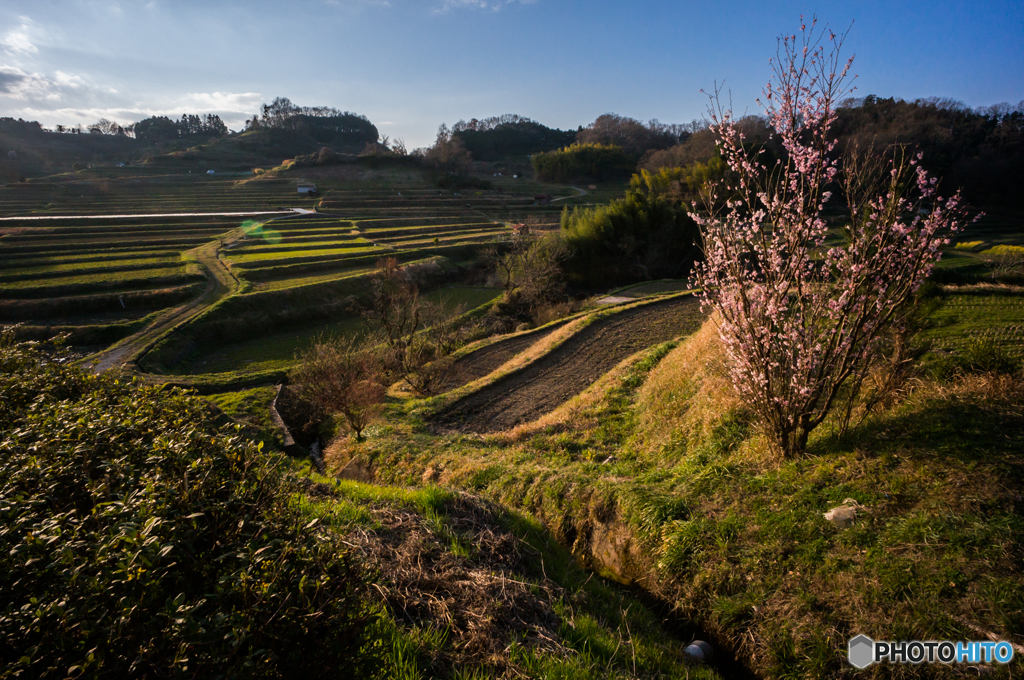 稲渕の棚田風景<5>