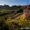 稲渕の棚田風景<5>