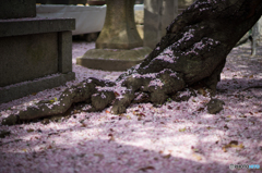 足元の桜