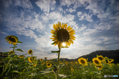 太陽がいっぱい！