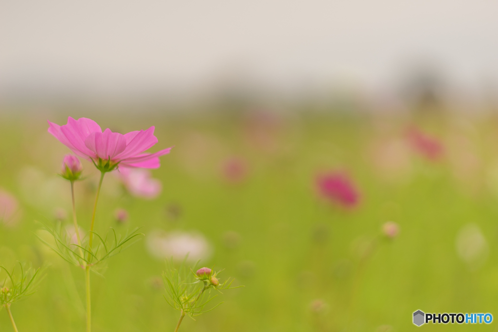 藤原宮跡のコスモス<1>