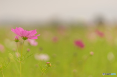 藤原宮跡のコスモス<1>