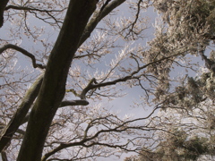 金剛山にて