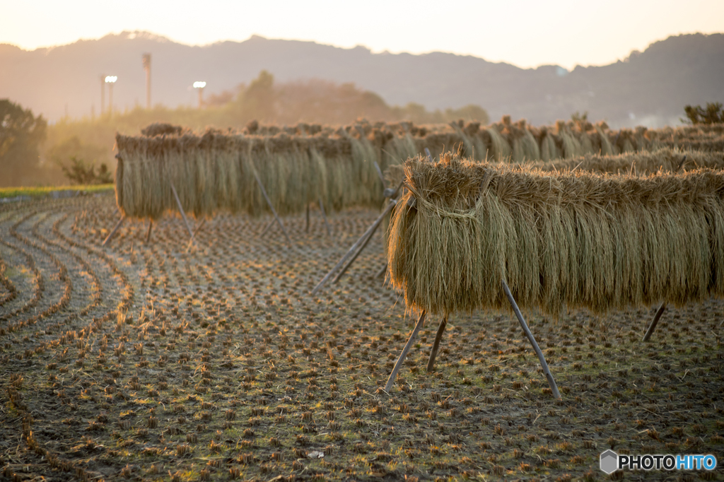 稲架掛けの風景<4>