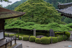 遊龍の松<2>