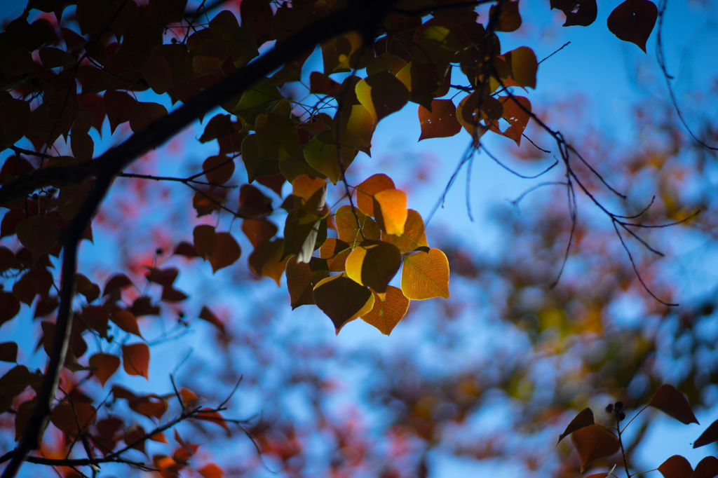 ナンキンハゼを追いかけて<3>