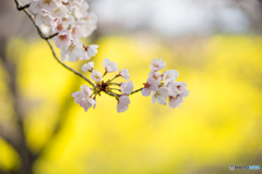 菜の花をバックに
