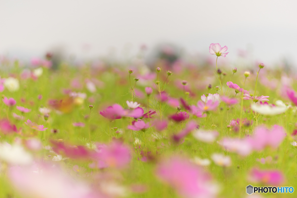 コスモス畑に舞う