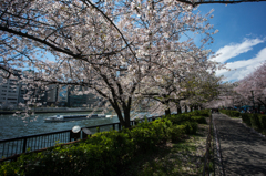 天満橋でお花見