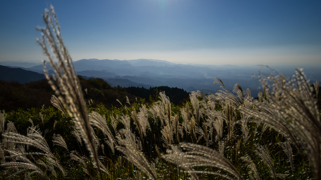 葛城山のススキ<2>