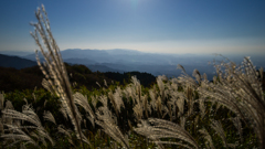 葛城山のススキ<2>