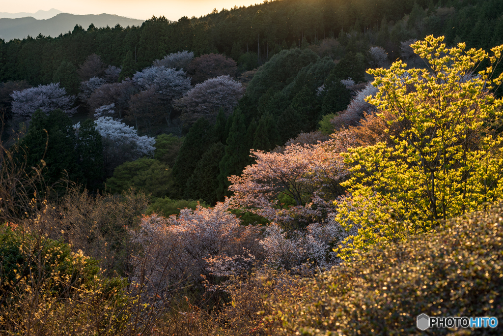 夕日に照らされる山桜