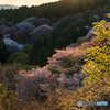 夕日に照らされる山桜