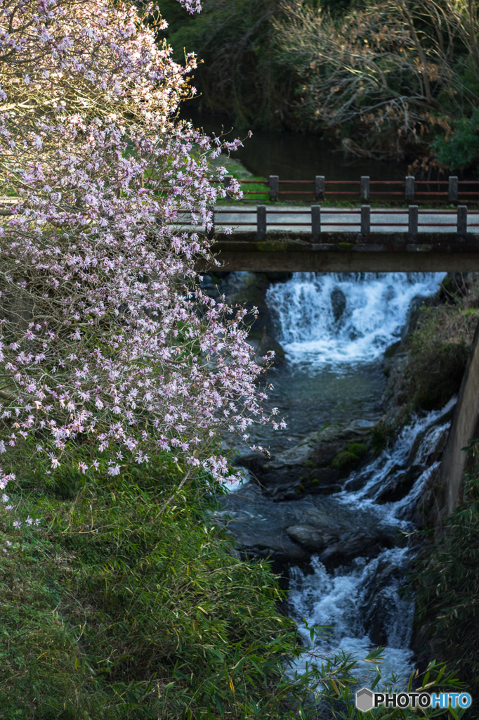 何の花だか・・・