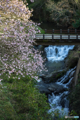 何の花だか・・・