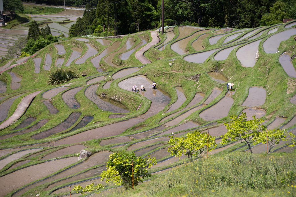 丸山千枚田<1>