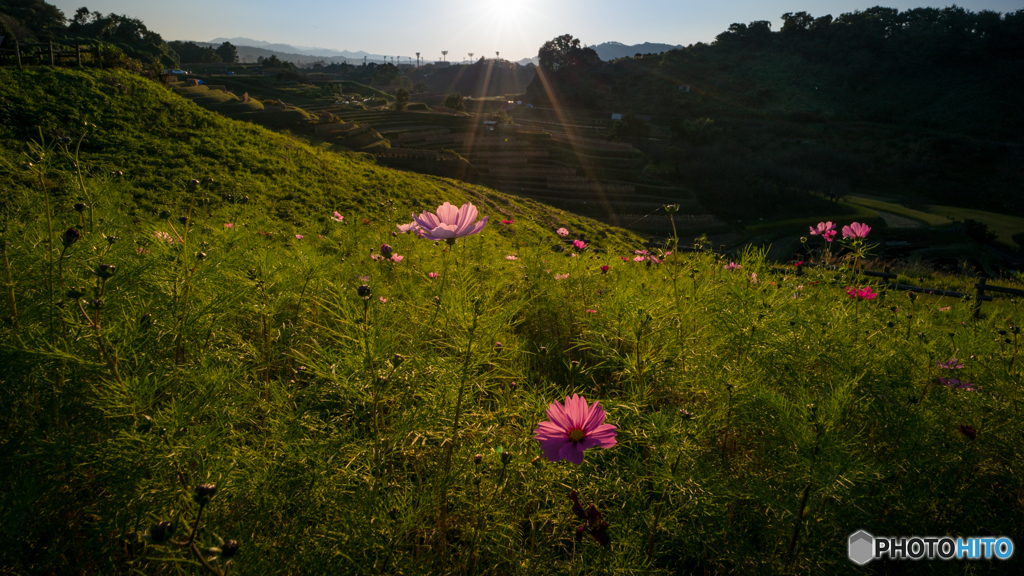 夕日に照らされて