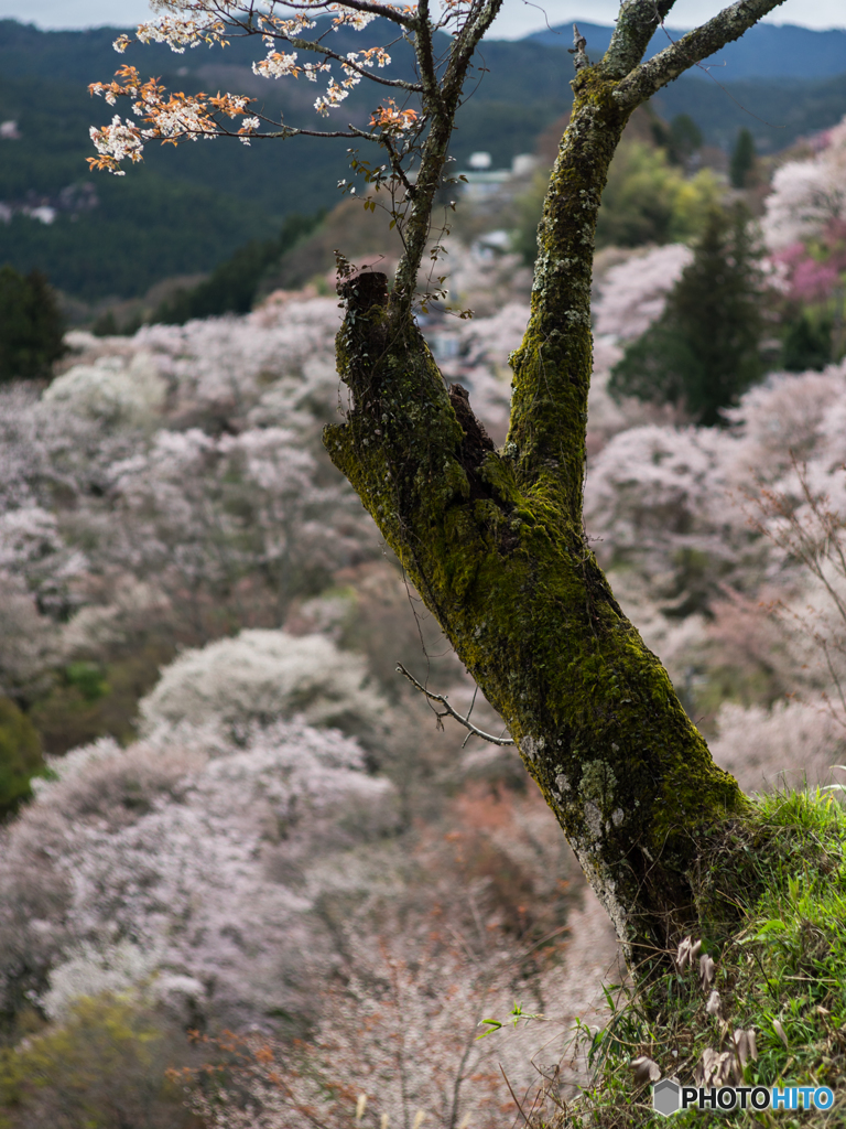 吉野の桜風景<2>