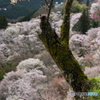 吉野の桜風景<2>
