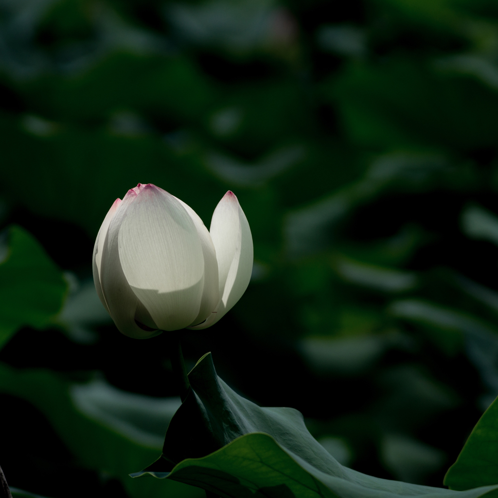 ライトアップ<2>