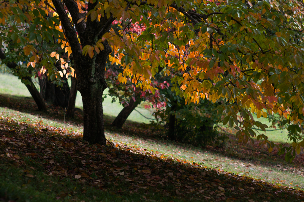 古室山古墳の紅葉<6>