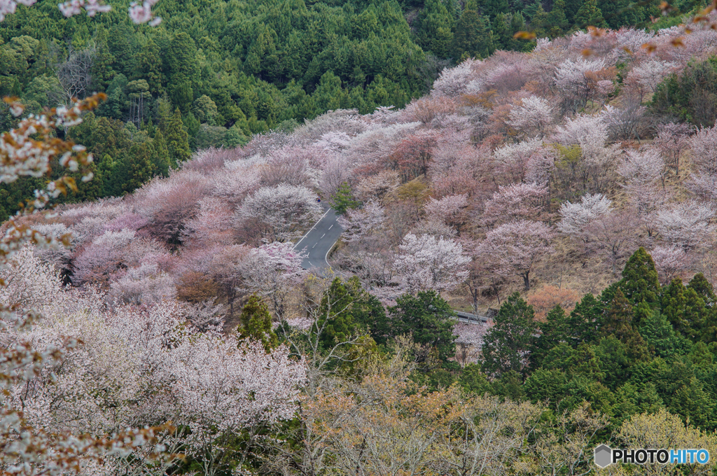 吉野の桜風景<5>