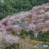 吉野の桜風景<5>